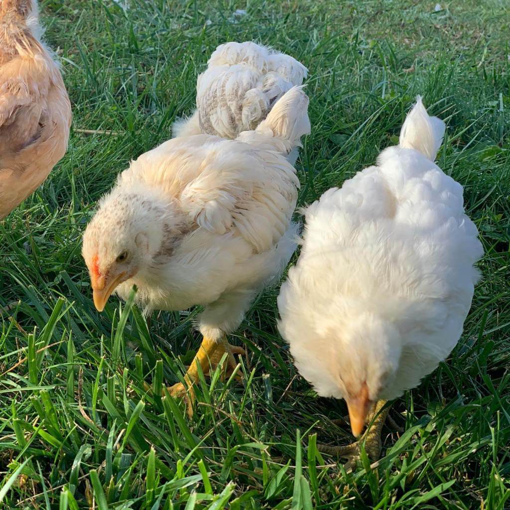 Chicken Farming New Brunswick